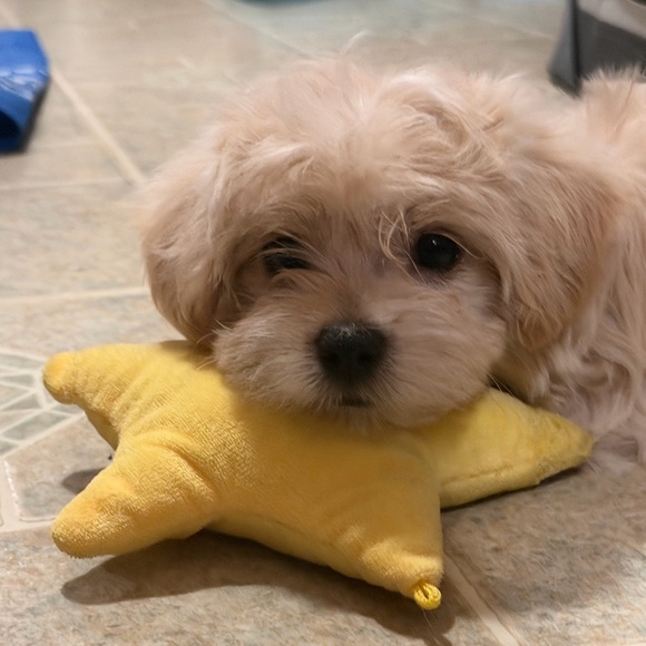 daisy21017
